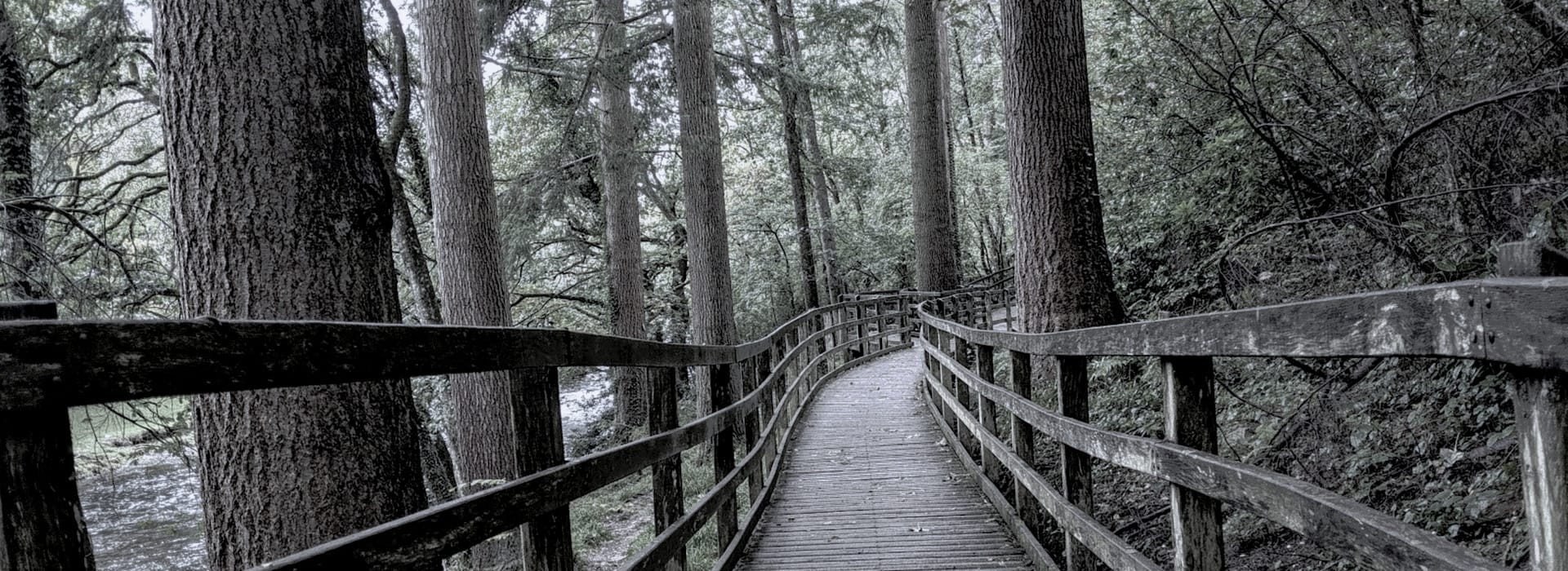 winding wooden walkway with railings through tall forest trees