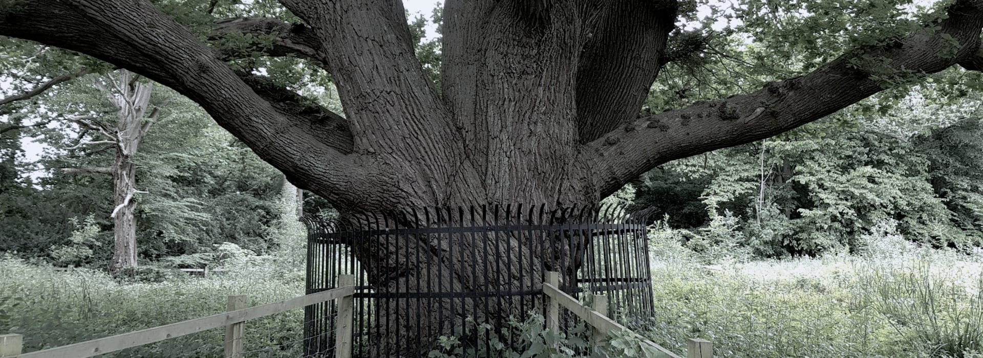 ancient oak tree with thick trunk, black iron fence around base