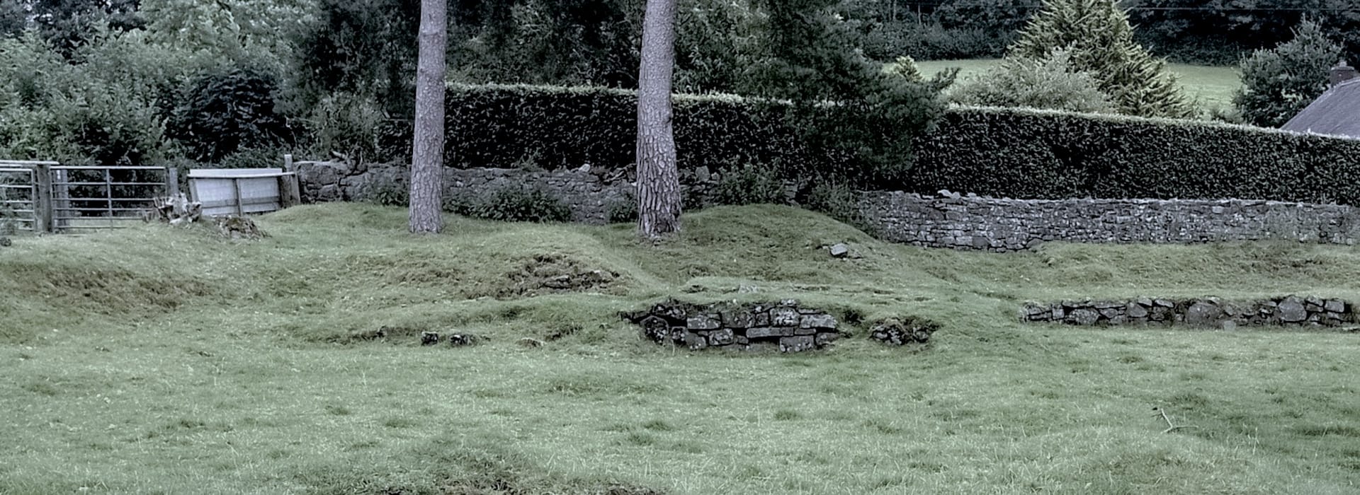 mossy grass with low stone ruins and trees against a hedge